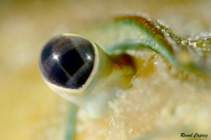 Crayfish eye,  Nikkor 105mm, Nauticam +10 diopter
 by Raoul Caprez 